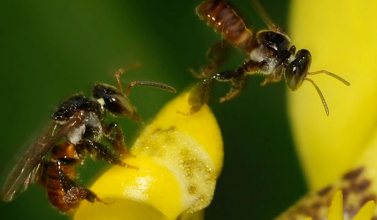 Meio Ambiente regulamenta a criação de abelhas sem ferrão