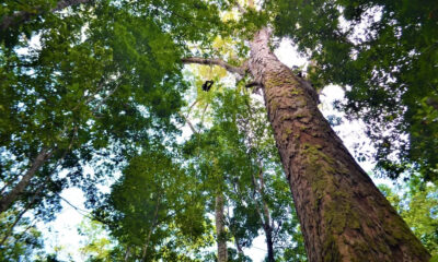 Amazônia tem árvores gigantes com 88 metros de altura