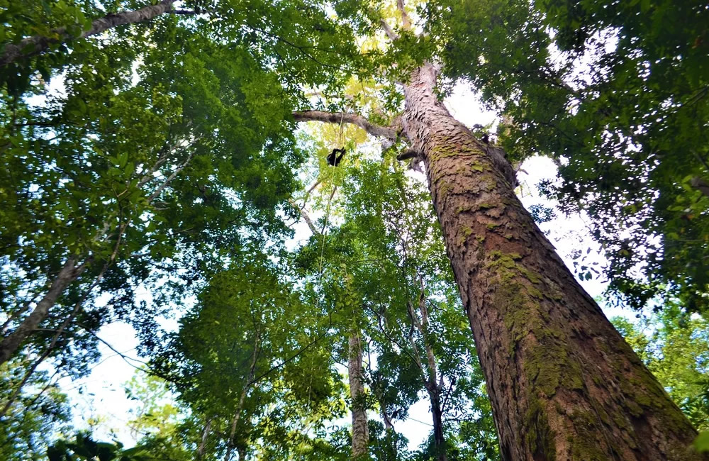 Amazônia tem árvores gigantes com 88 metros de altura