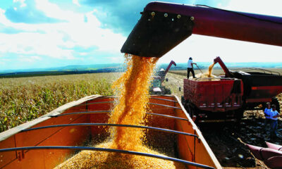 Produção de grãos em Goiás deve crescer 12,6% em 2023