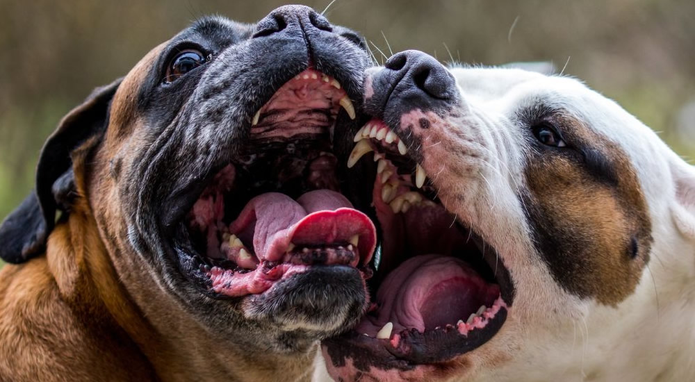 Punição mais dura para quem promove briga de cães