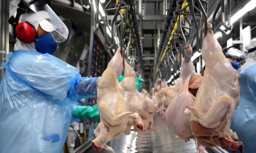 Goiás exportou 3,7 mil toneladas de frango para o Catar