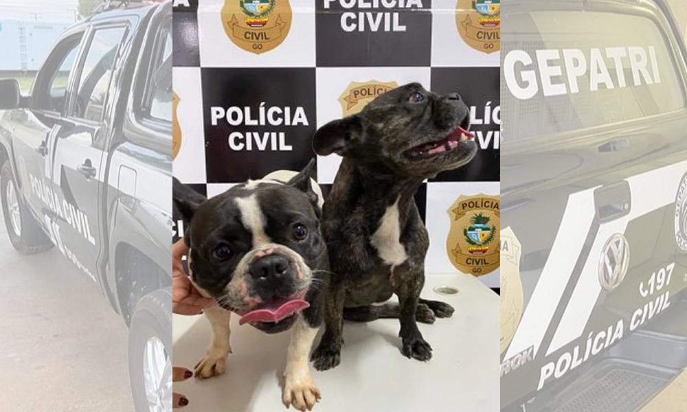 Polícia Civil recupera cães após repercussão em Itumbiara