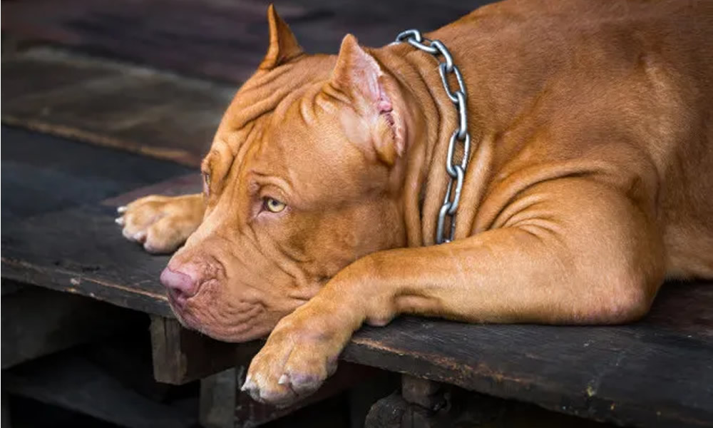 Em Goianésia, Pitbull invade residência e ataca criança