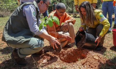 quer evitar licença ambiental de longo prazo no Cerrado