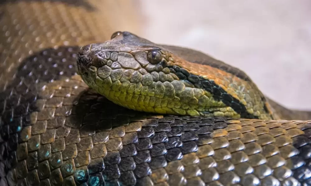 Cobra sucuri ataca criança em Goiás e PMs fazem o resgate