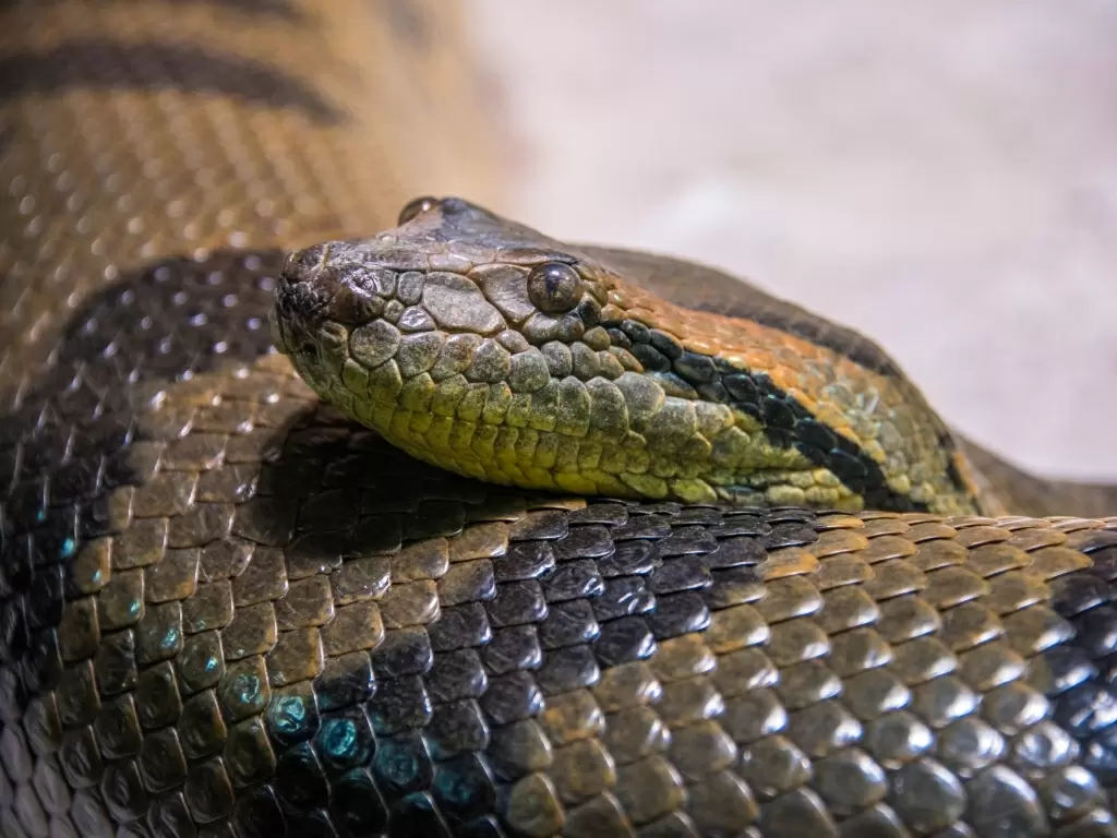 Cobra sucuri ataca criança em Goiás e PMs fazem o resgate