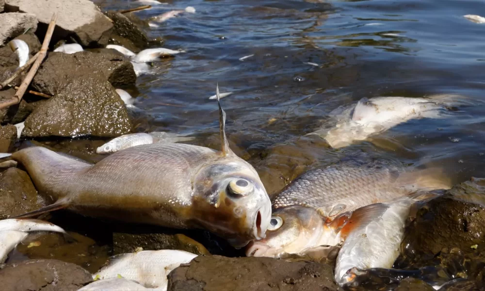 Polícia investiga a morte de peixes no Rio Meia Ponte