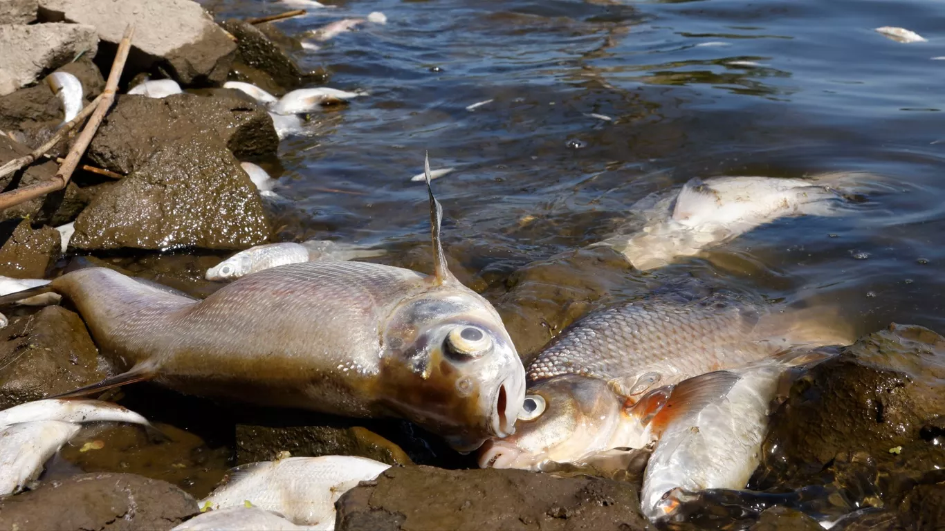 Polícia investiga a morte de peixes no Rio Meia Ponte