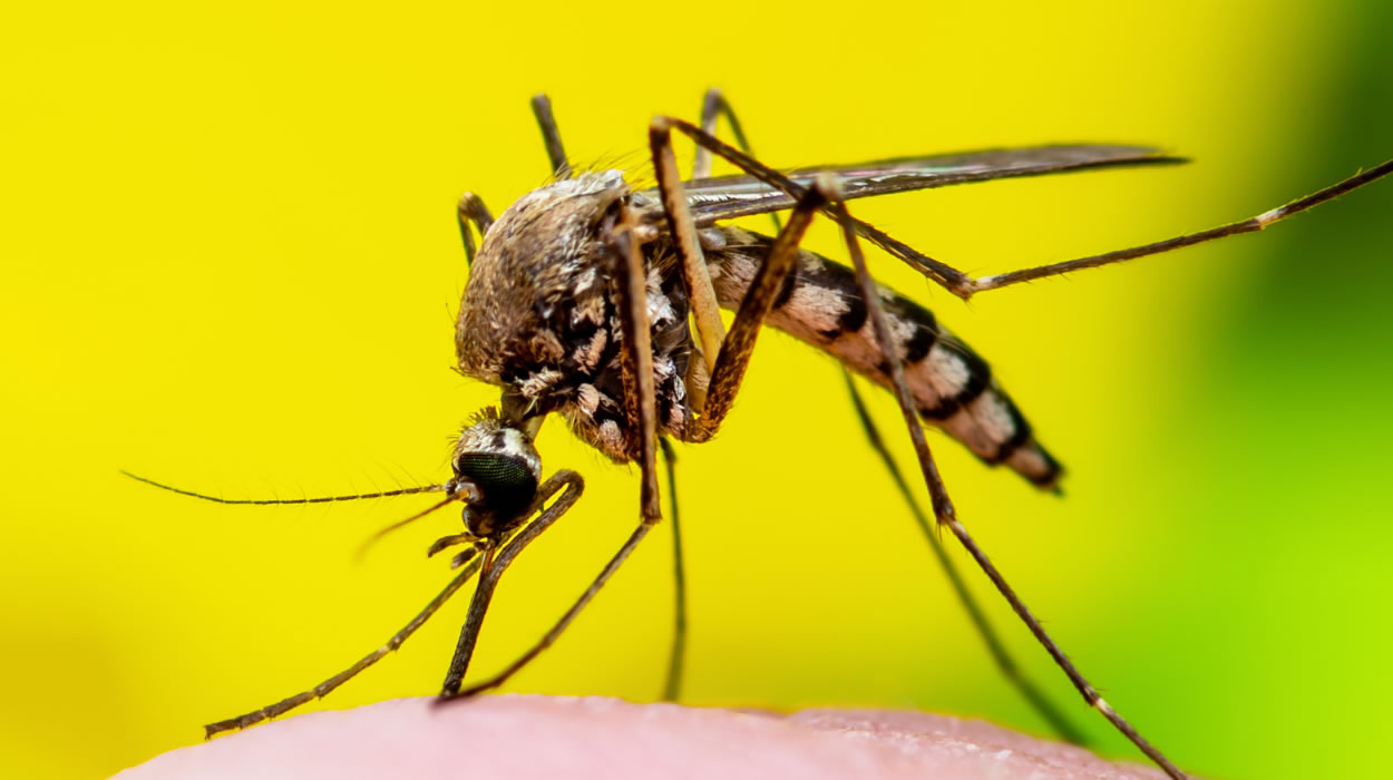 Brasil cria a vacina contra a dengue 100% nacional