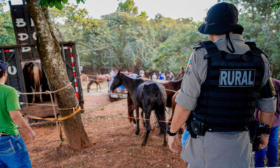 Polícia fecha abatedouro clandestino de cavalos em Anápolis