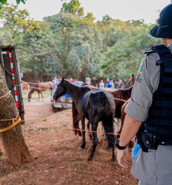 Polícia fecha abatedouro clandestino de cavalos em Anápolis