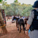 Polícia fecha abatedouro clandestino de cavalos em Anápolis