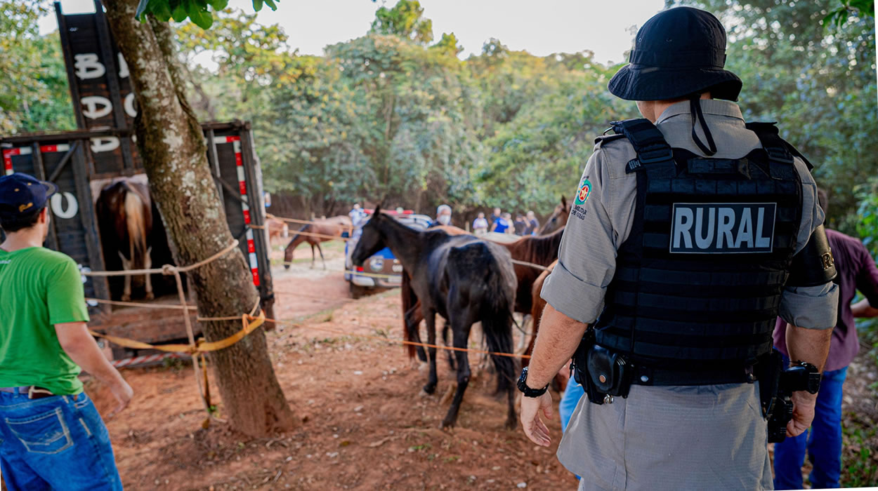 Polícia fecha abatedouro clandestino de cavalos em Anápolis