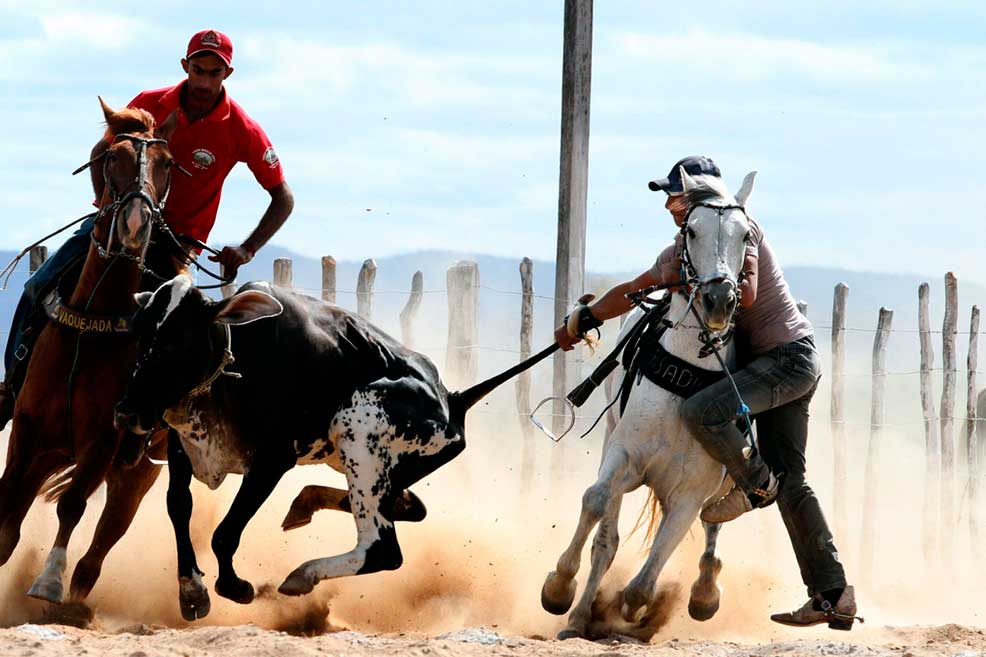 vaquejada no brasil